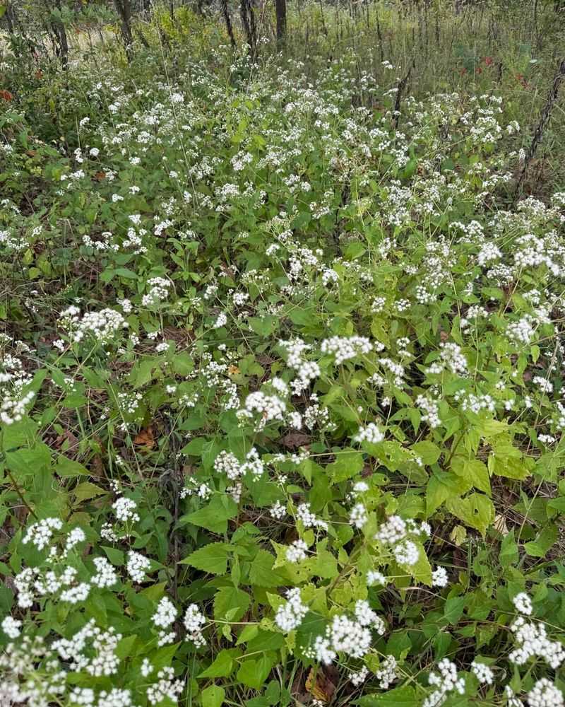 Snakeroot