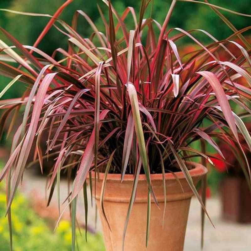 New Zealand Flax