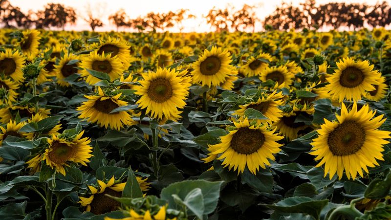 Sunflower: The Ultimate Light Chaser