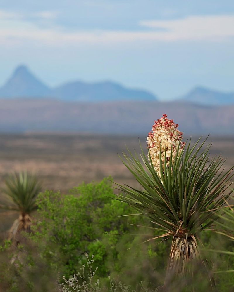 Yucca – The Desert Sentinel