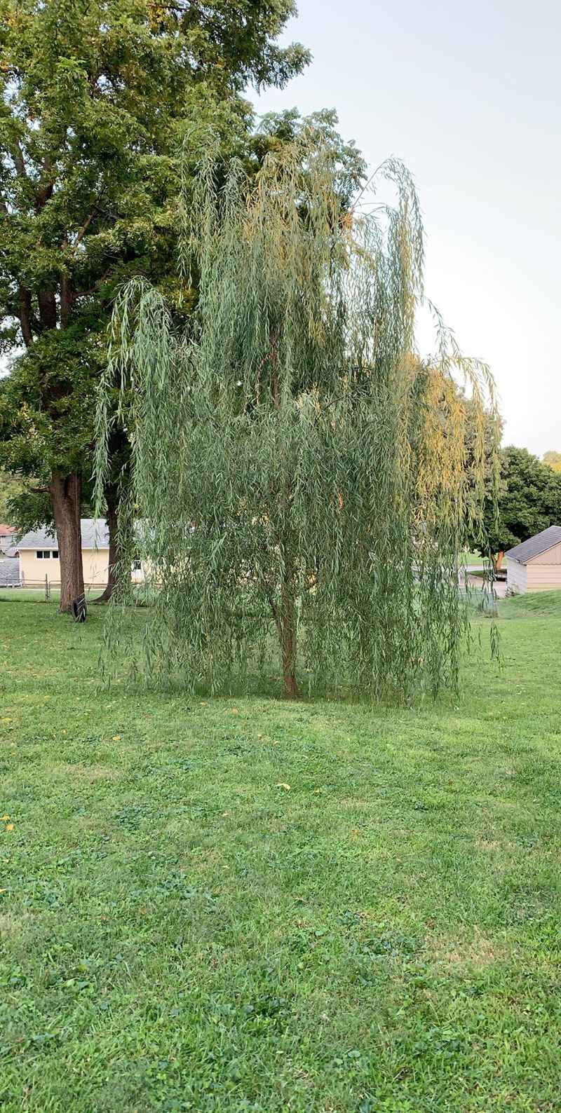 Thirsty Willows: Moisture Monopolizers