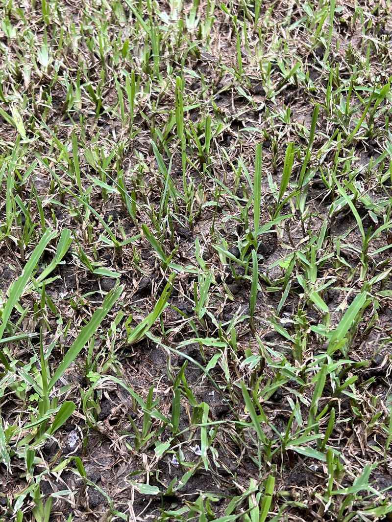 Ignoring Soil Compaction