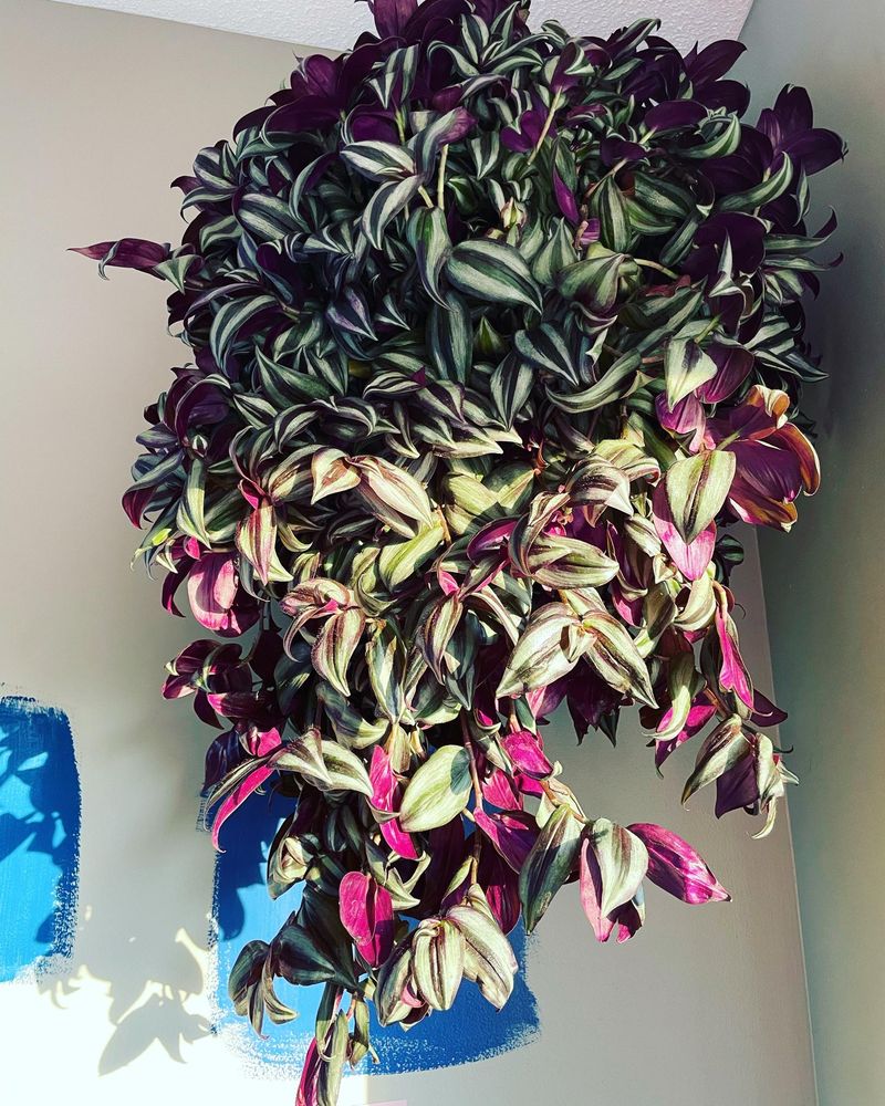 Wandering Jew: Purple Passion for Pennies