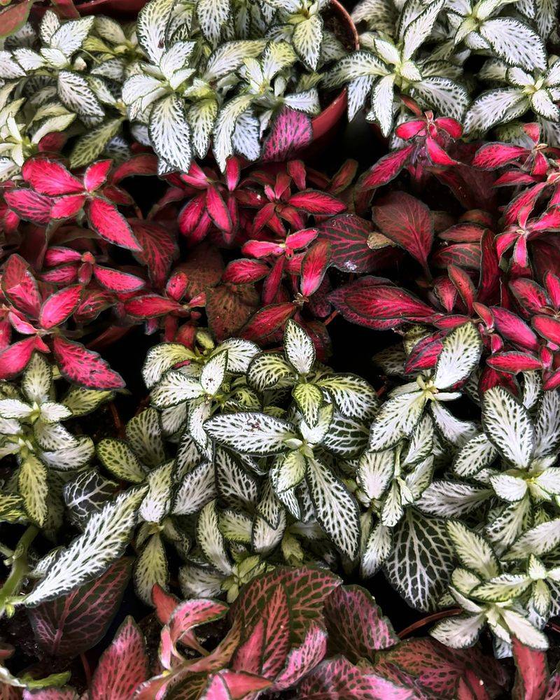 Nerve Plant