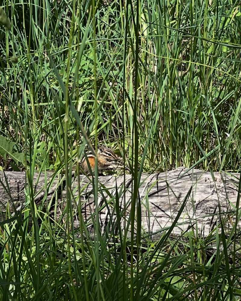 Itchgrass