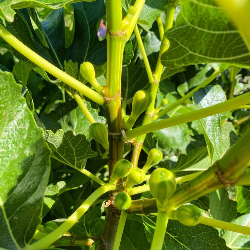 Space-Efficient Food Production