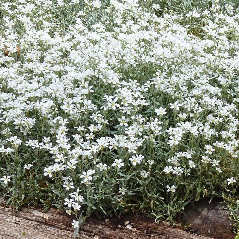 Snow-In-Summer