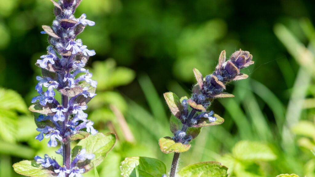 Ajuga