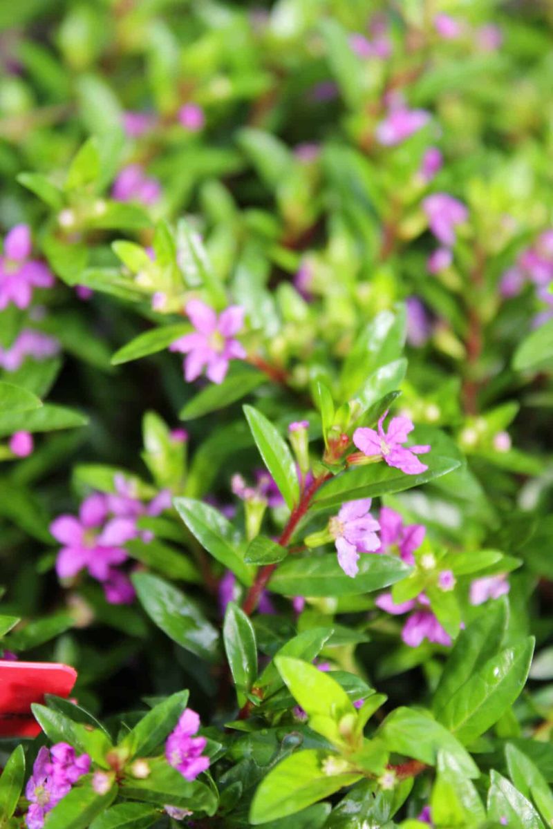 Mexican Heather