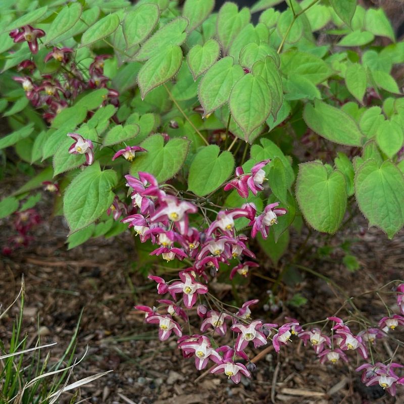 Epimedium
