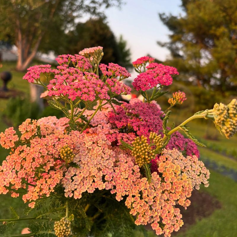 Yarrow