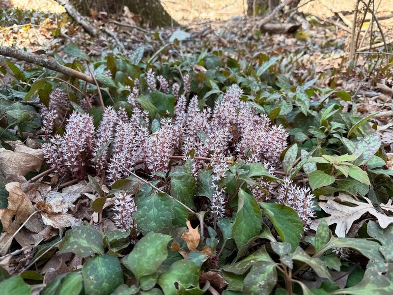 Allegheny Spurge