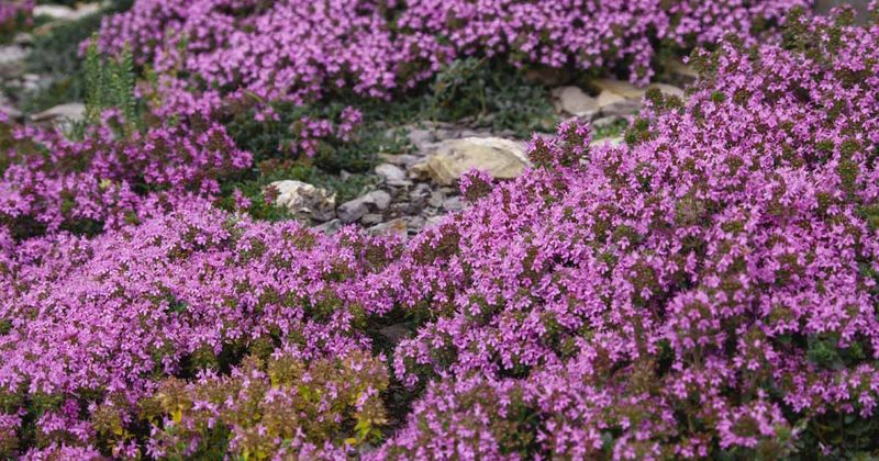Creeping Thyme (Thymus serpyllum)