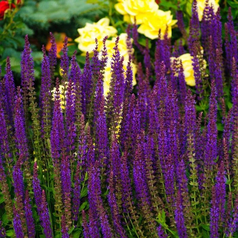 Autumn Sage (Salvia greggii)