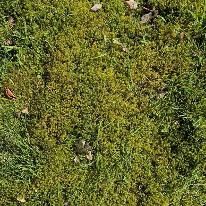Moss