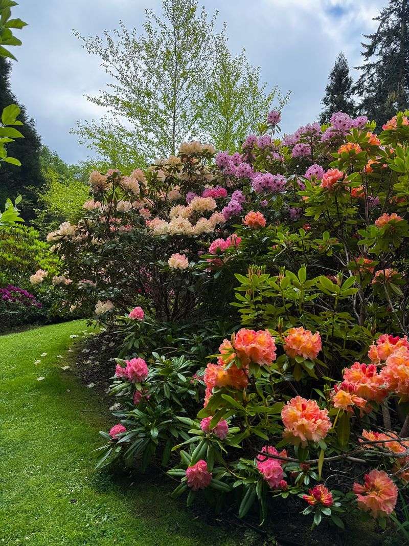 Rhododendrons For Woodland Structure