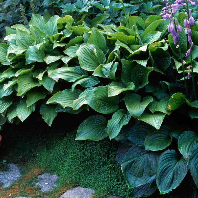 Hosta