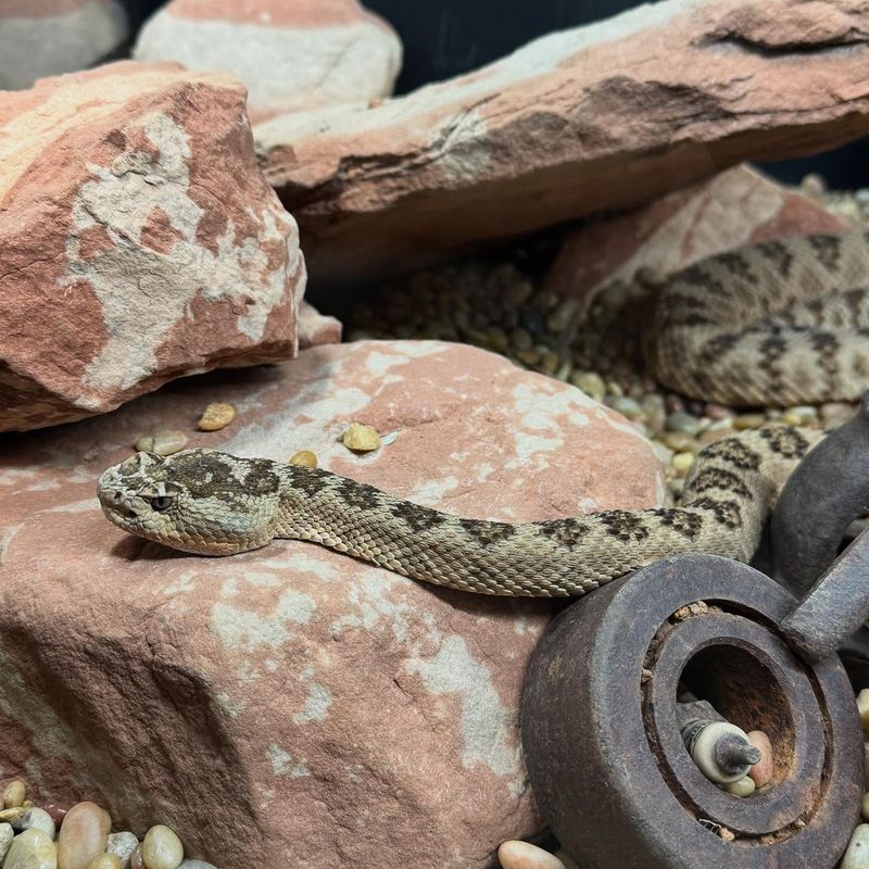 Arizona's Desert Dangers