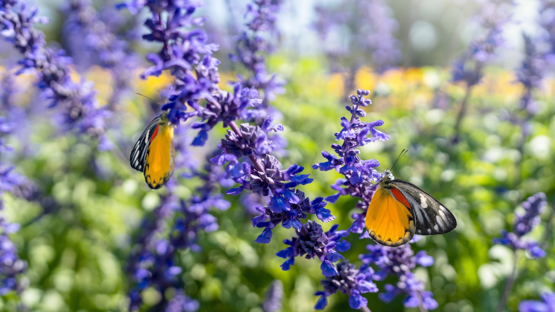 Alabama’s Best Plants For Attracting Butterflies In August