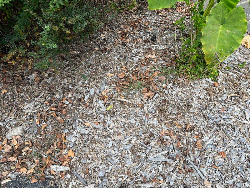 Toxic Mulch Syndrome Kills Plants
