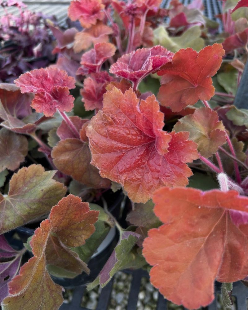 Coral Bells
