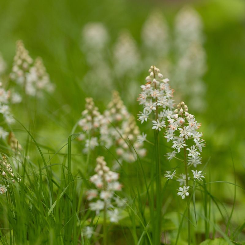 Foam Flower (Tiarella cordifolia)