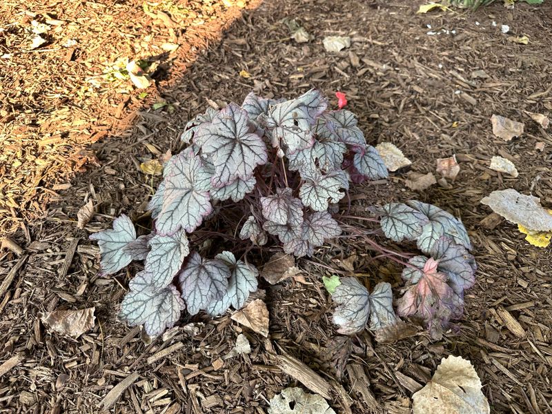 Coral Bells
