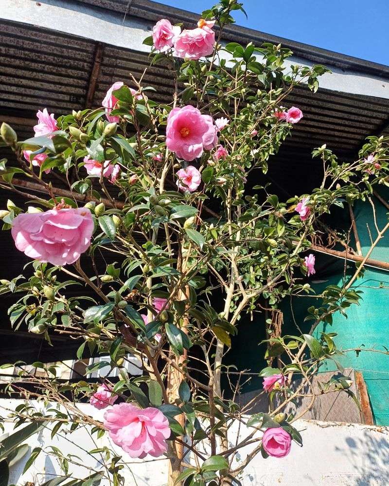 Camellia Shrubs