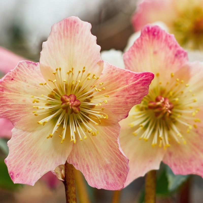 Hellebores: The Winter Roses