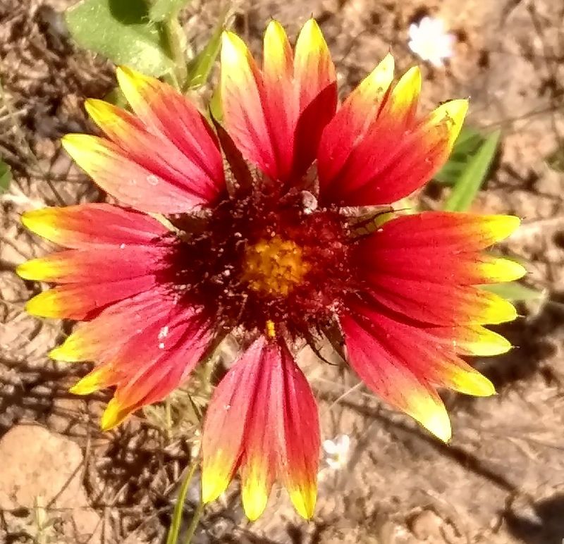 Blanket Flower and Blue Fescue