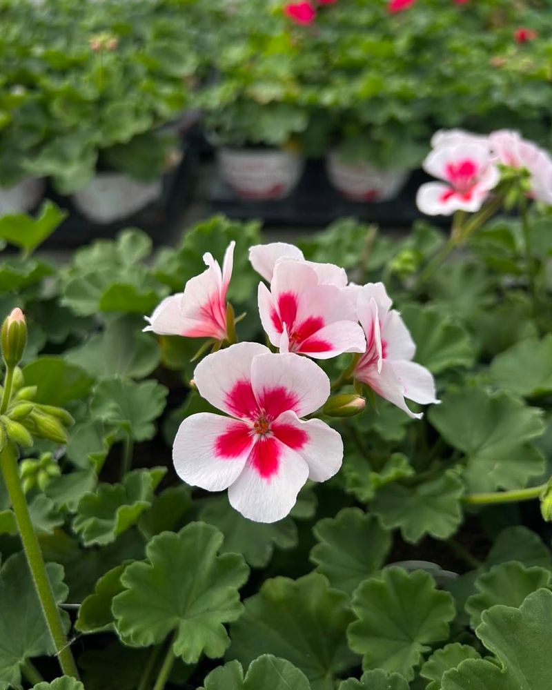 Geraniums