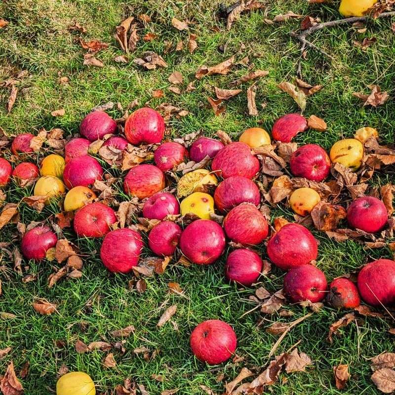 Failure to Control Fruit Tree Debris