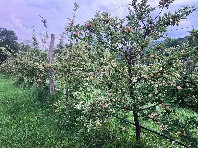 Standard Size Apple Trees