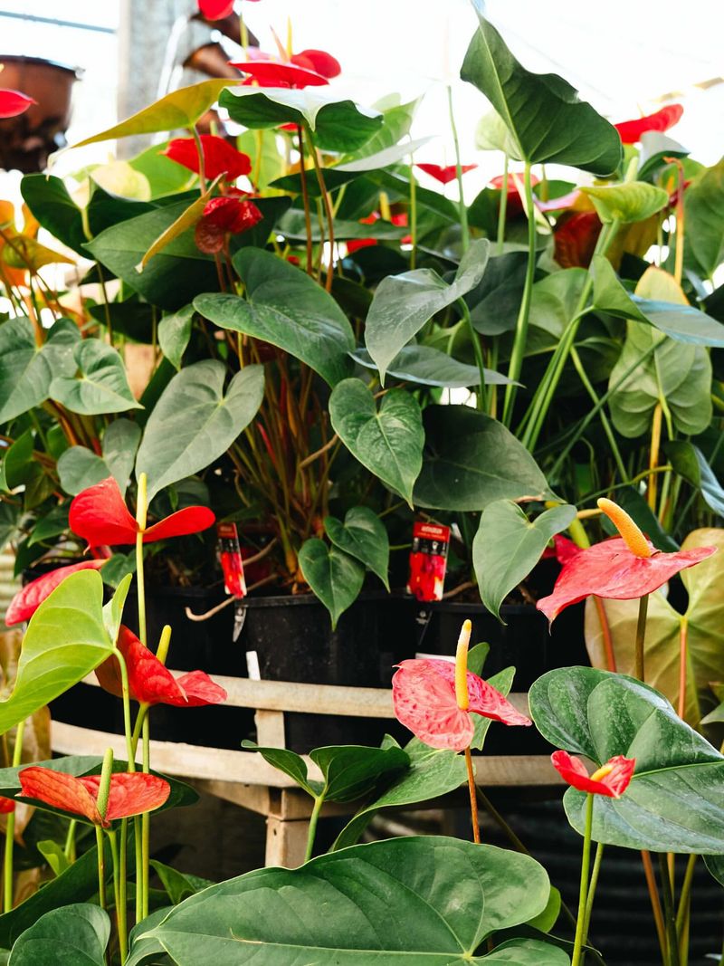 Anthurium