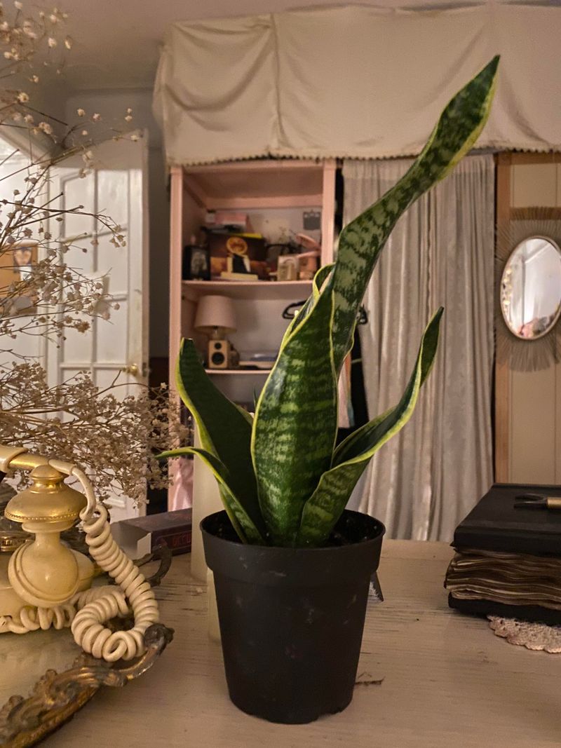 Snake Plant