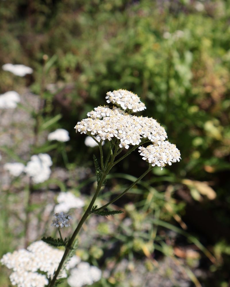 Yarrow