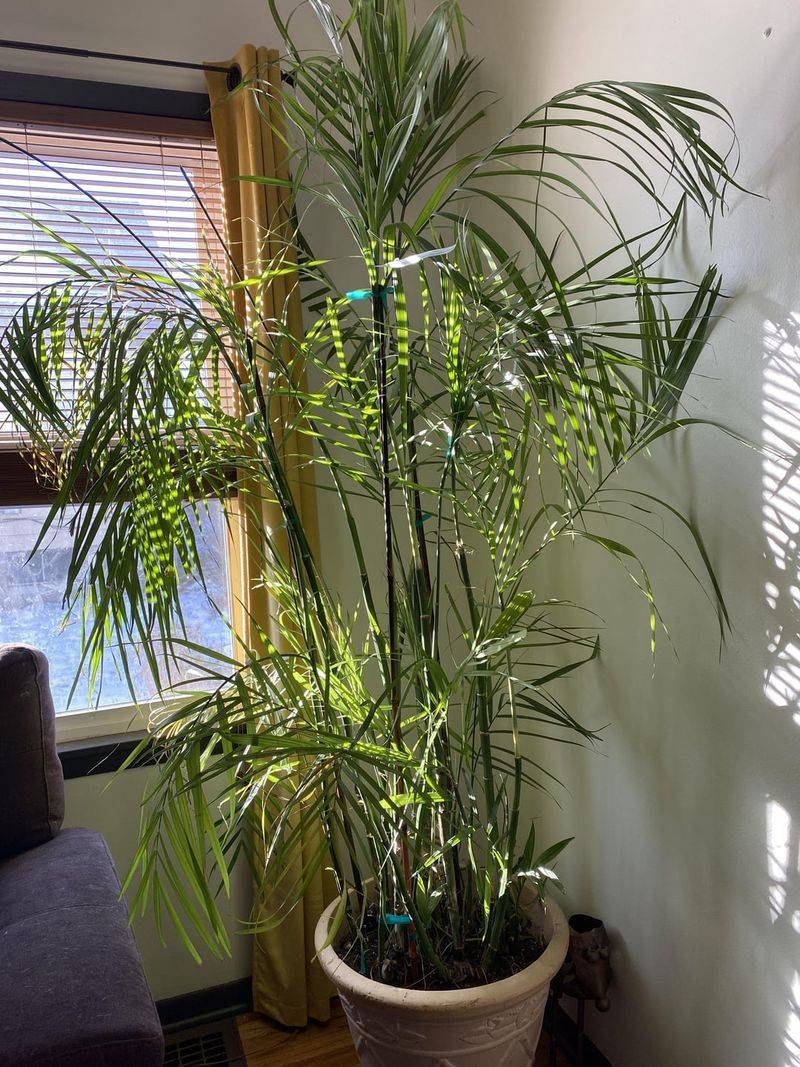 Bamboo Palm