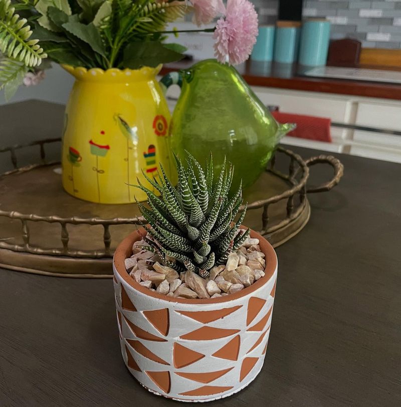 Haworthia