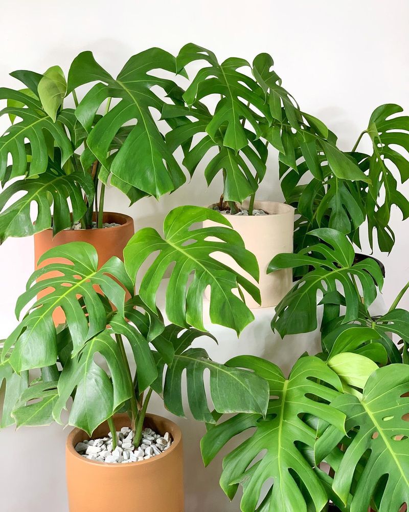 Monstera Deliciosa