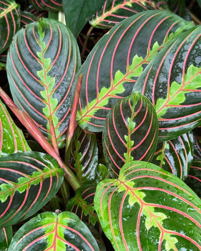 Prayer Plant