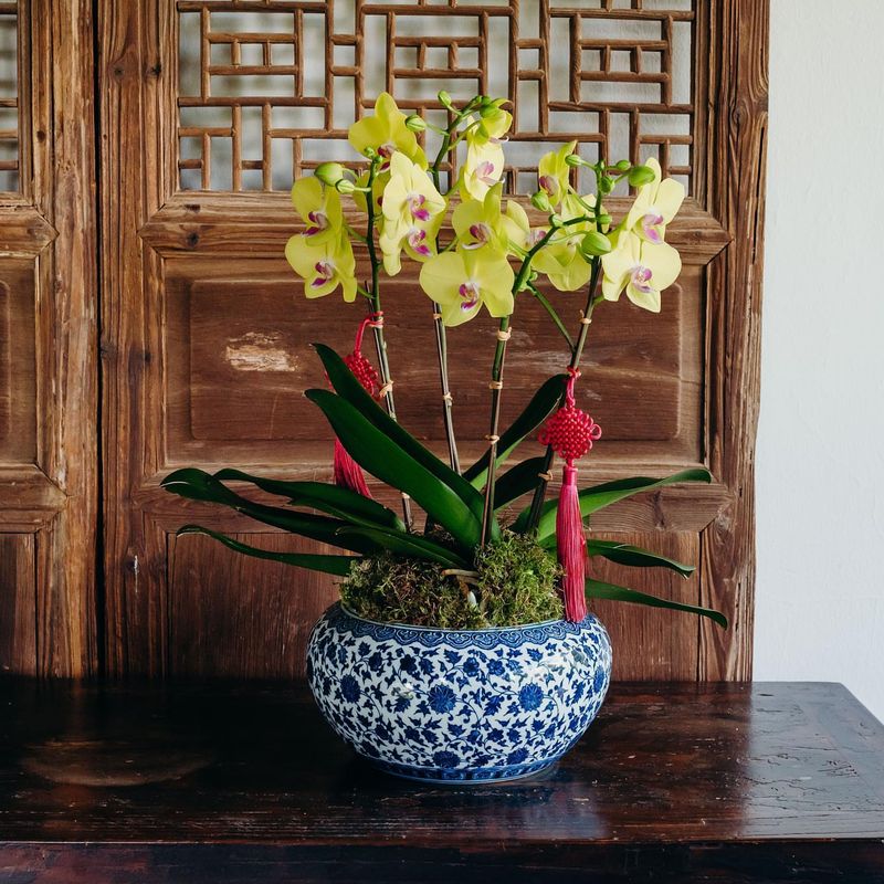 Orchid Outrage