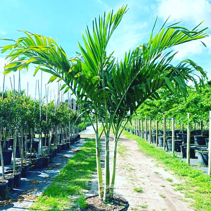 Palm Trees