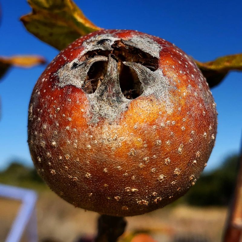 Medlar: Medieval Fruit for Modern Gardens