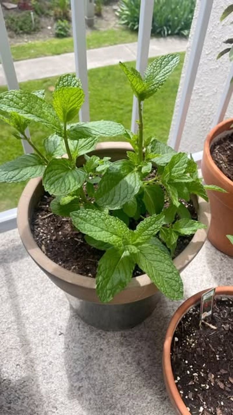 Mint