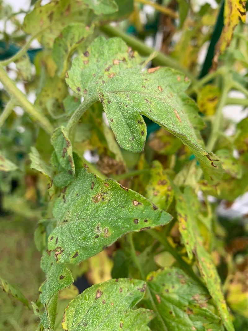 Weakened Disease Resistance