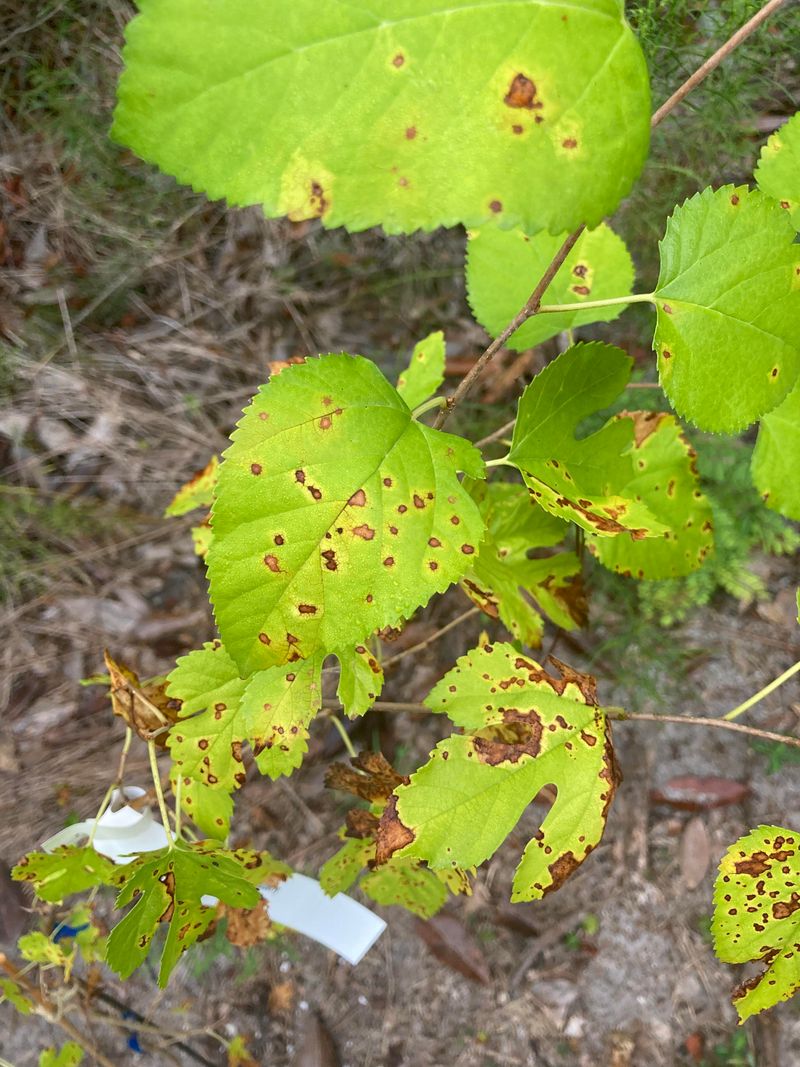 Fallen Infected Leaves