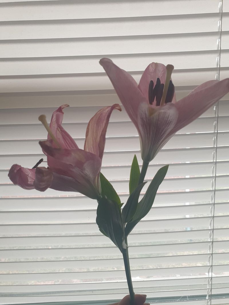Lilies