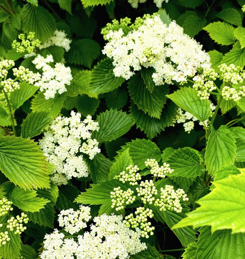 Arrowwood Viburnum