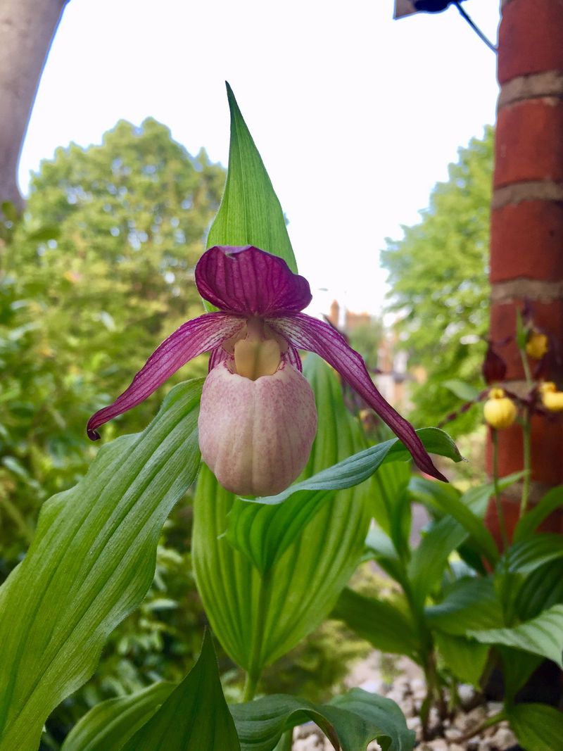 Kentucky Lady's Slipper