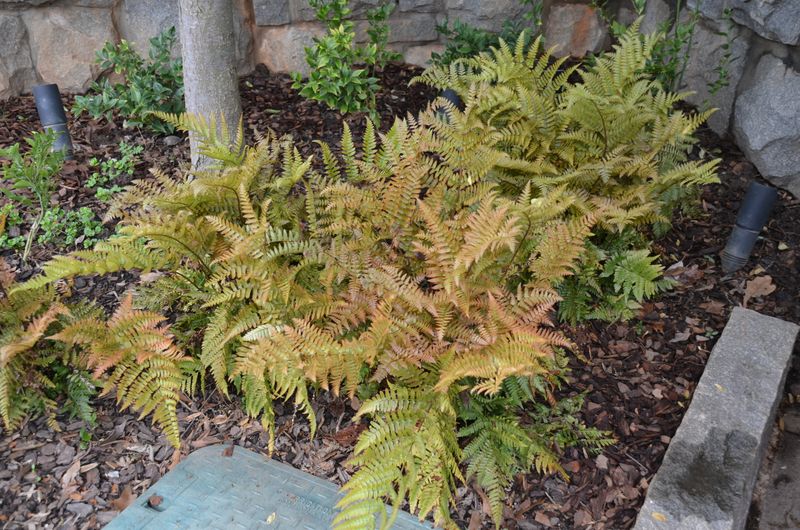 Autumn Fern